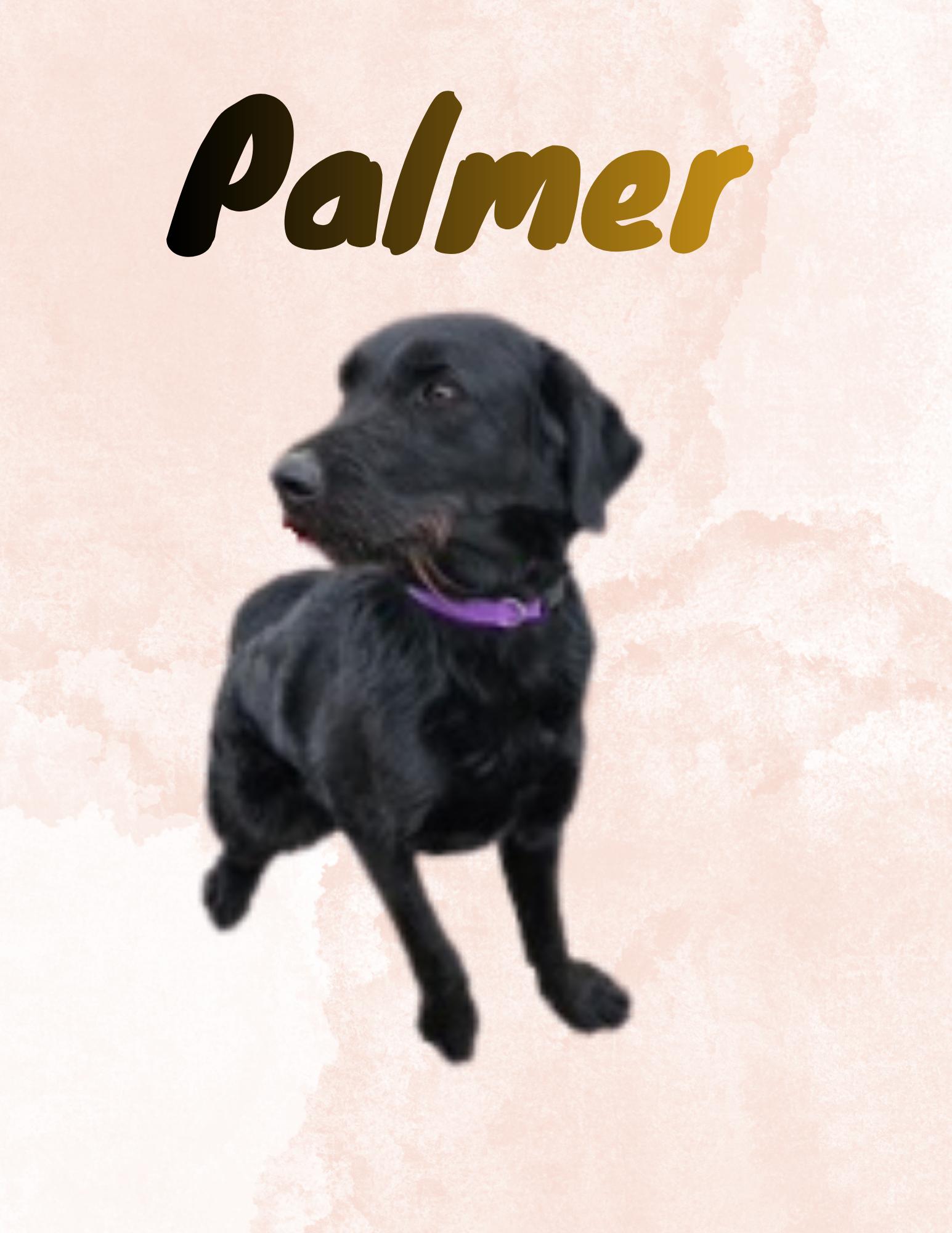 Enlarge Palmer, a ADOPTABLE mixed breed in Nenana, AK image 1/1