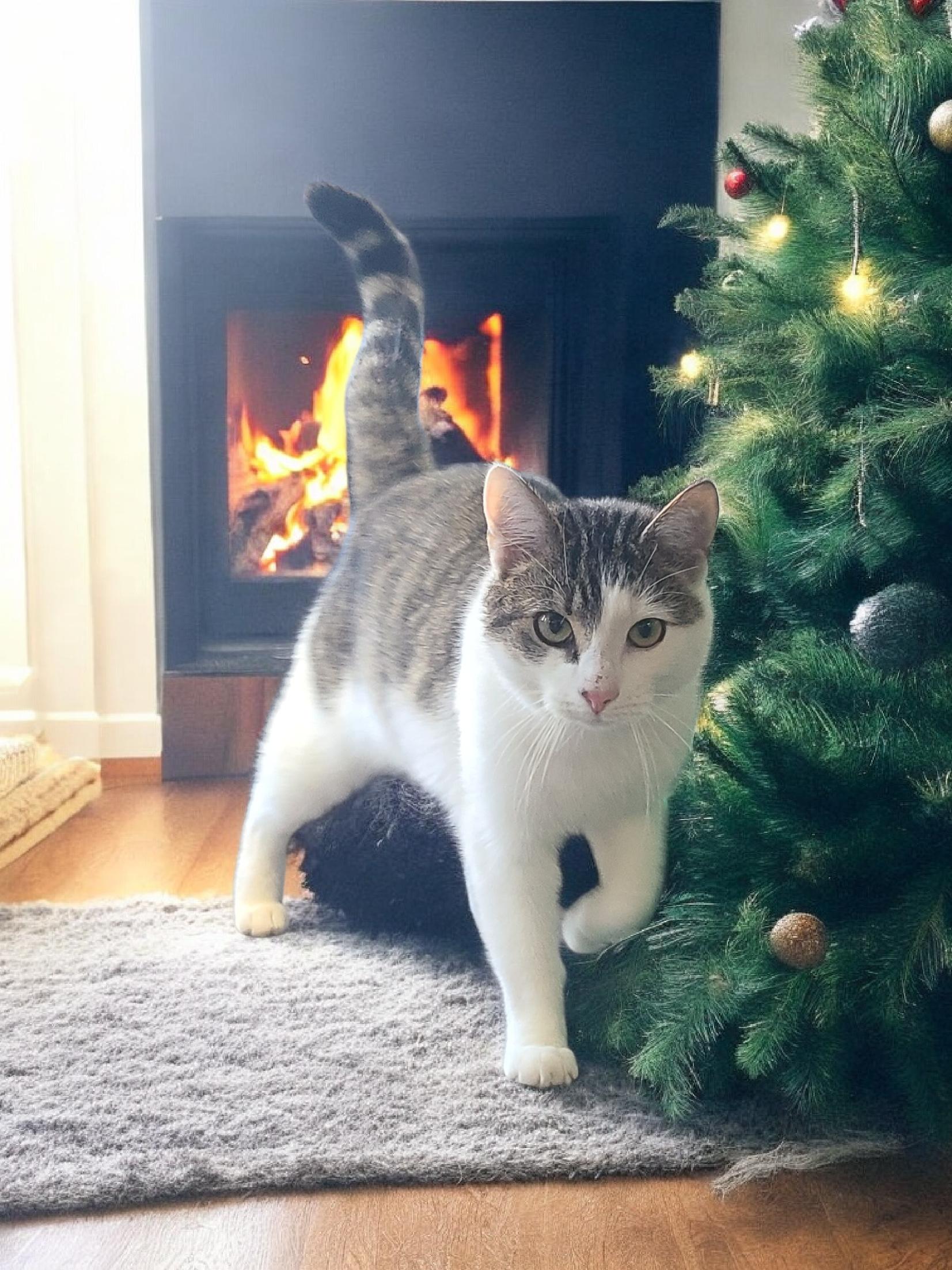 Silas, ADOPTABLE, Adult Male Domestic Short Hair.