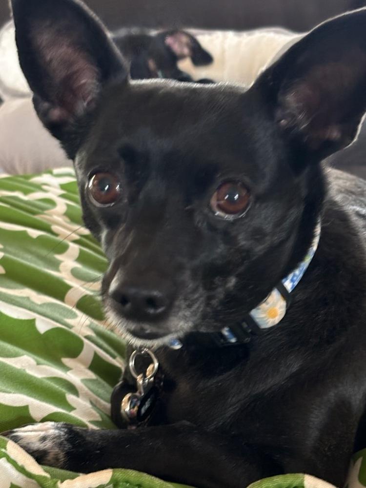 Maggie (Eve), Adoptable, Adult Female Chihuahua.