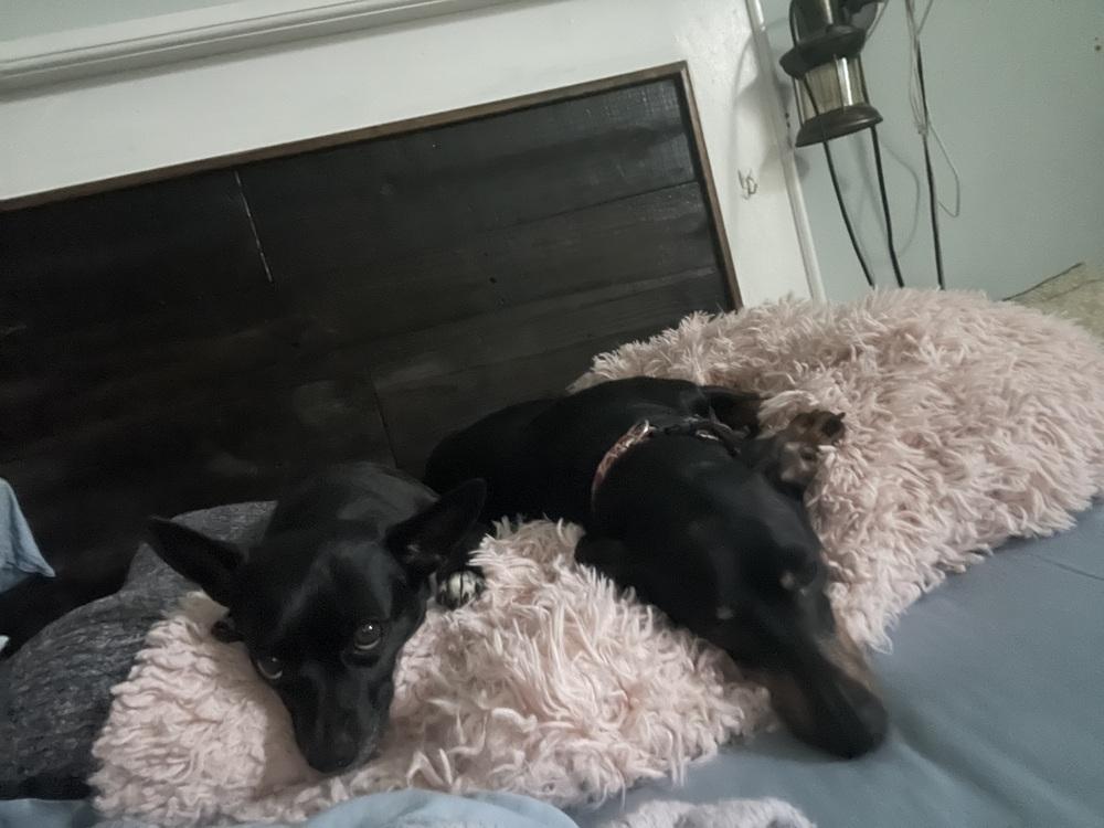 Enlarge Maggie (Eve), a Adoptable mixed breed in Milton, GA image 2/6