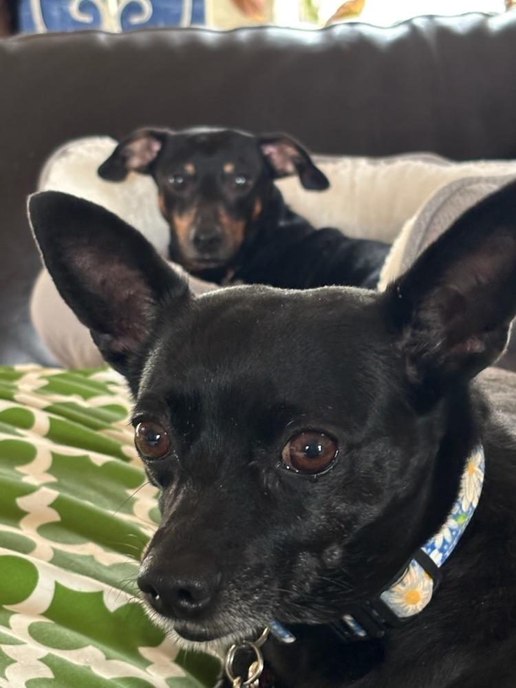 Enlarge Maggie (Eve), a Adoptable mixed breed in Milton, GA image 3/6