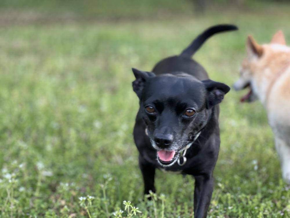 Enlarge Maggie (Eve), a Adoptable mixed breed in Milton, GA image 4/6