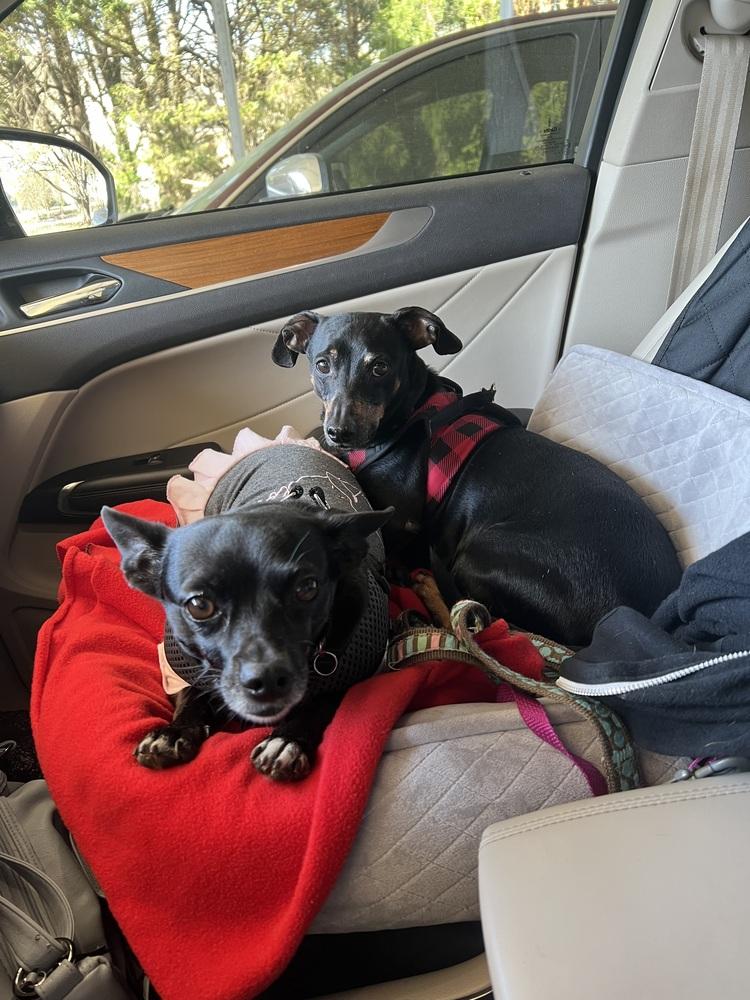 Enlarge Maggie (Eve), a Adoptable mixed breed in Milton, GA image 5/6