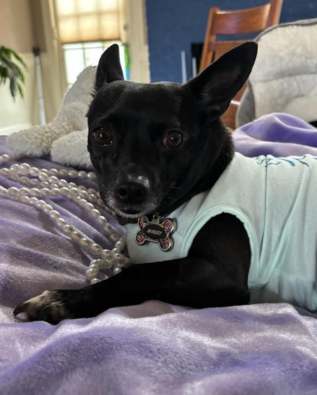 Enlarge Maggie (Eve), a Adoptable mixed breed in Milton, GA image 6/6