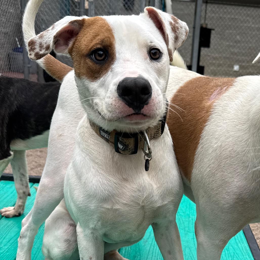 Leon Kennedy, Adoptable, Young Male Mixed Breed.