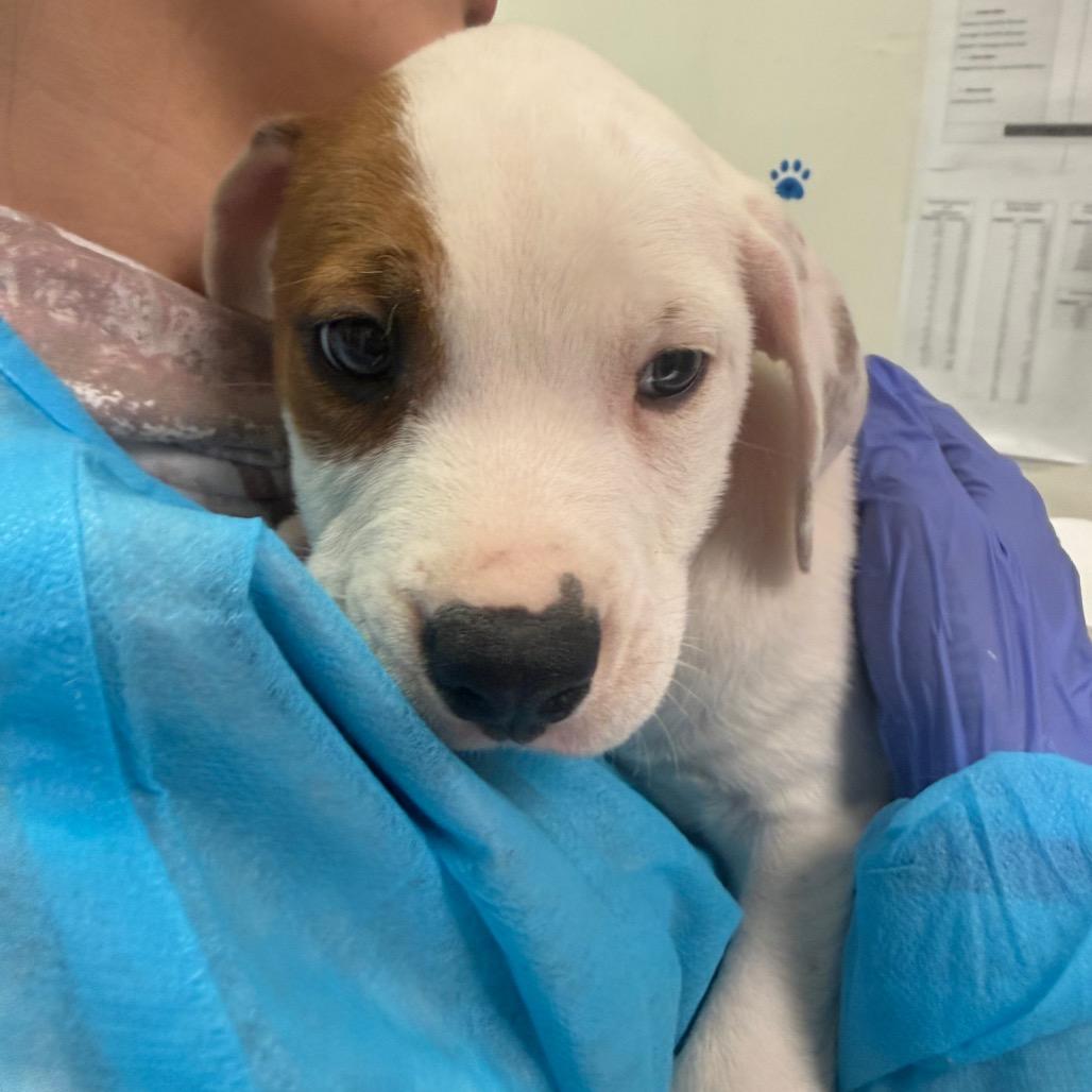 Enlarge Leon Kennedy, a Adoptable Mixed Breed in Charleston, WV image 2/5