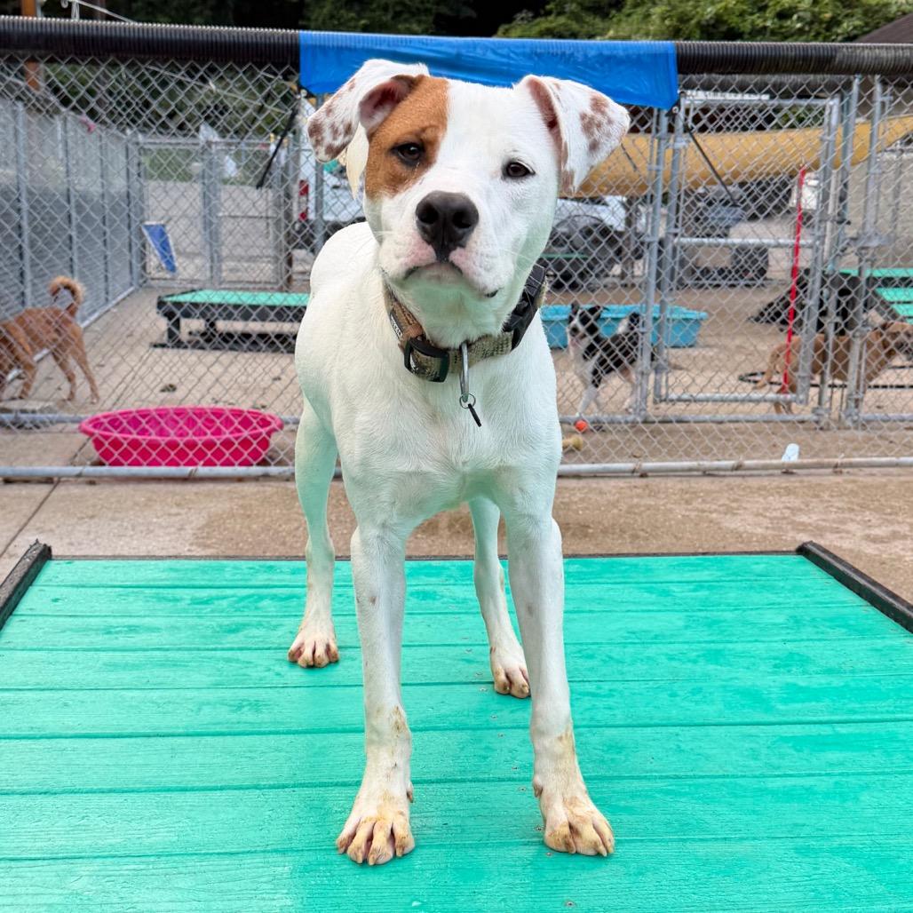 Enlarge Leon Kennedy, a Adoptable Mixed Breed in Charleston, WV image 3/5