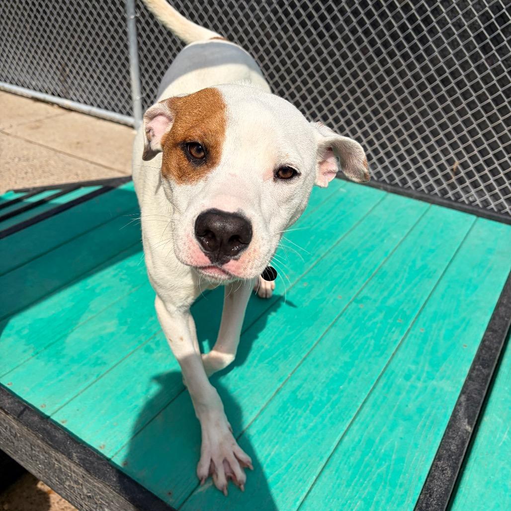 Enlarge Leon Kennedy, a Adoptable Mixed Breed in Charleston, WV image 4/5