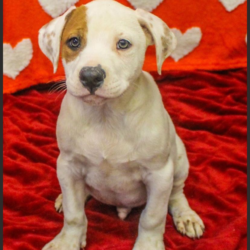 Enlarge Leon Kennedy, a Adoptable Mixed Breed in Charleston, WV image 5/5