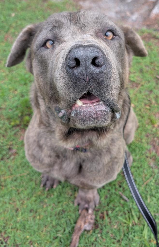 Queen-Adoption Fee Sponsored!, a Adoptable Cane Corso in Fort Myers, FL image 1/5