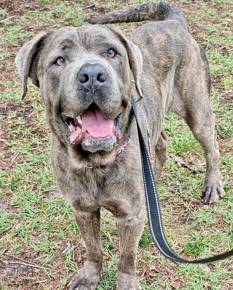 Enlarge Queen-Adoption Fee Sponsored!, a Adopted Cane Corso in Fort Myers, FL image 2/5