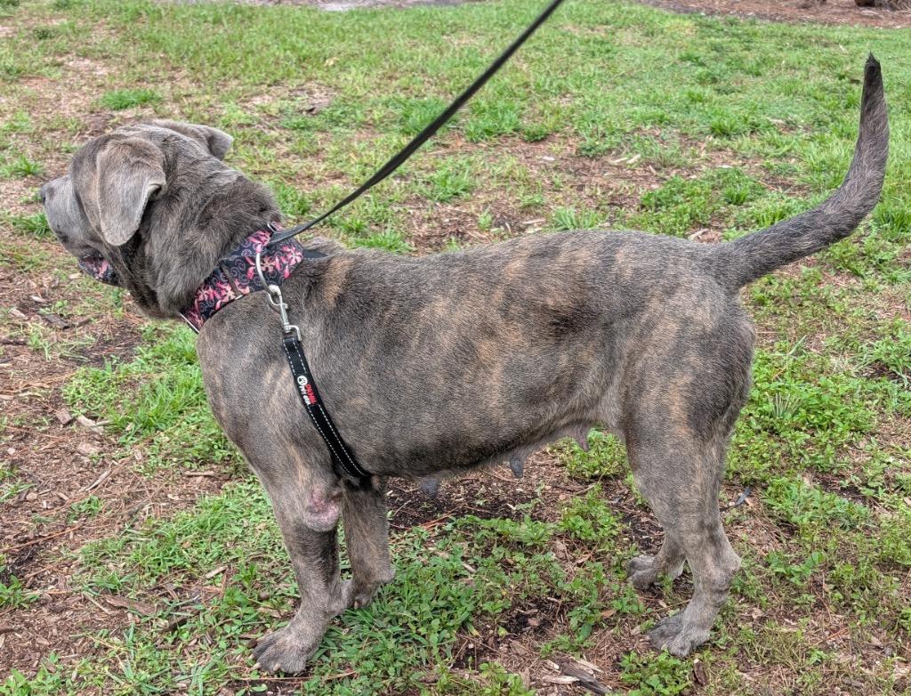 Queen-Adoption Fee Sponsored!, a Adoptable Cane Corso in Fort Myers, FL image 3/5