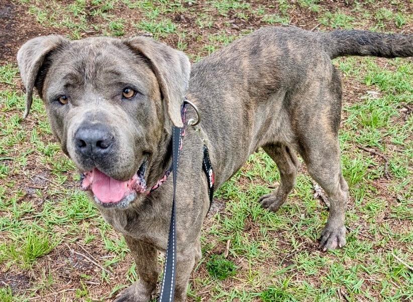 Queen-Adoption Fee Sponsored!, a Adoptable Cane Corso in Fort Myers, FL image 4/5