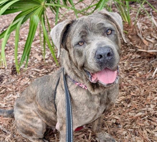 Queen-Adoption Fee Sponsored!, a Adoptable Cane Corso in Fort Myers, FL image 5/5