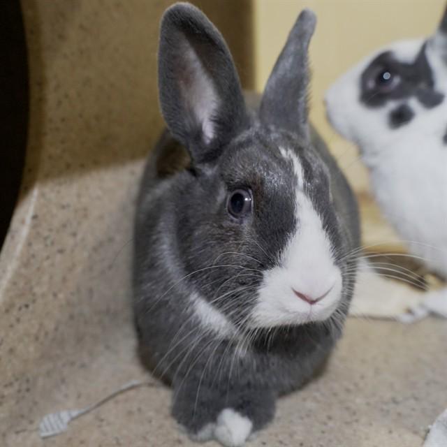 JUDY HOPPS, Adoptable, Young Female Bunny Rabbit.