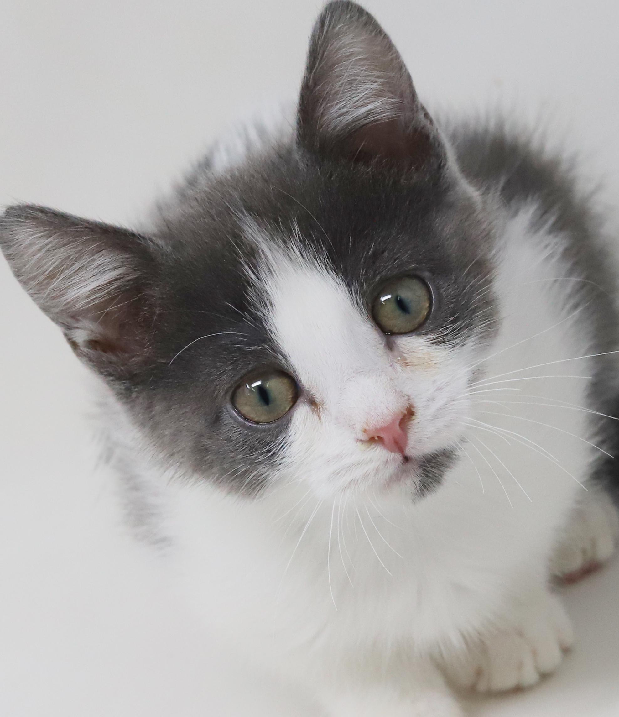 Princess Lear will fill your heart with love and floofiness!