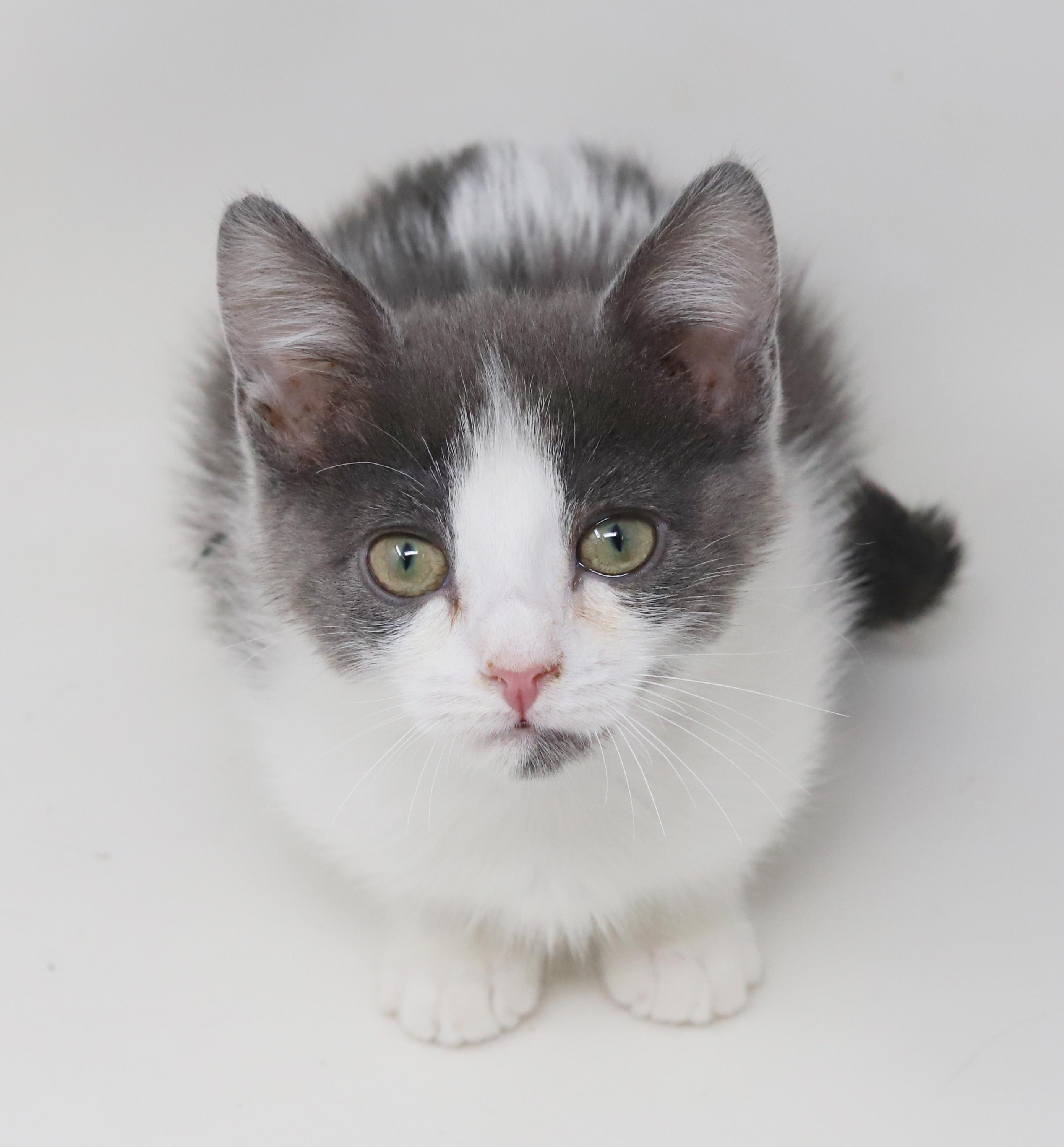 Princess Lear will fill your heart with love and floofiness!