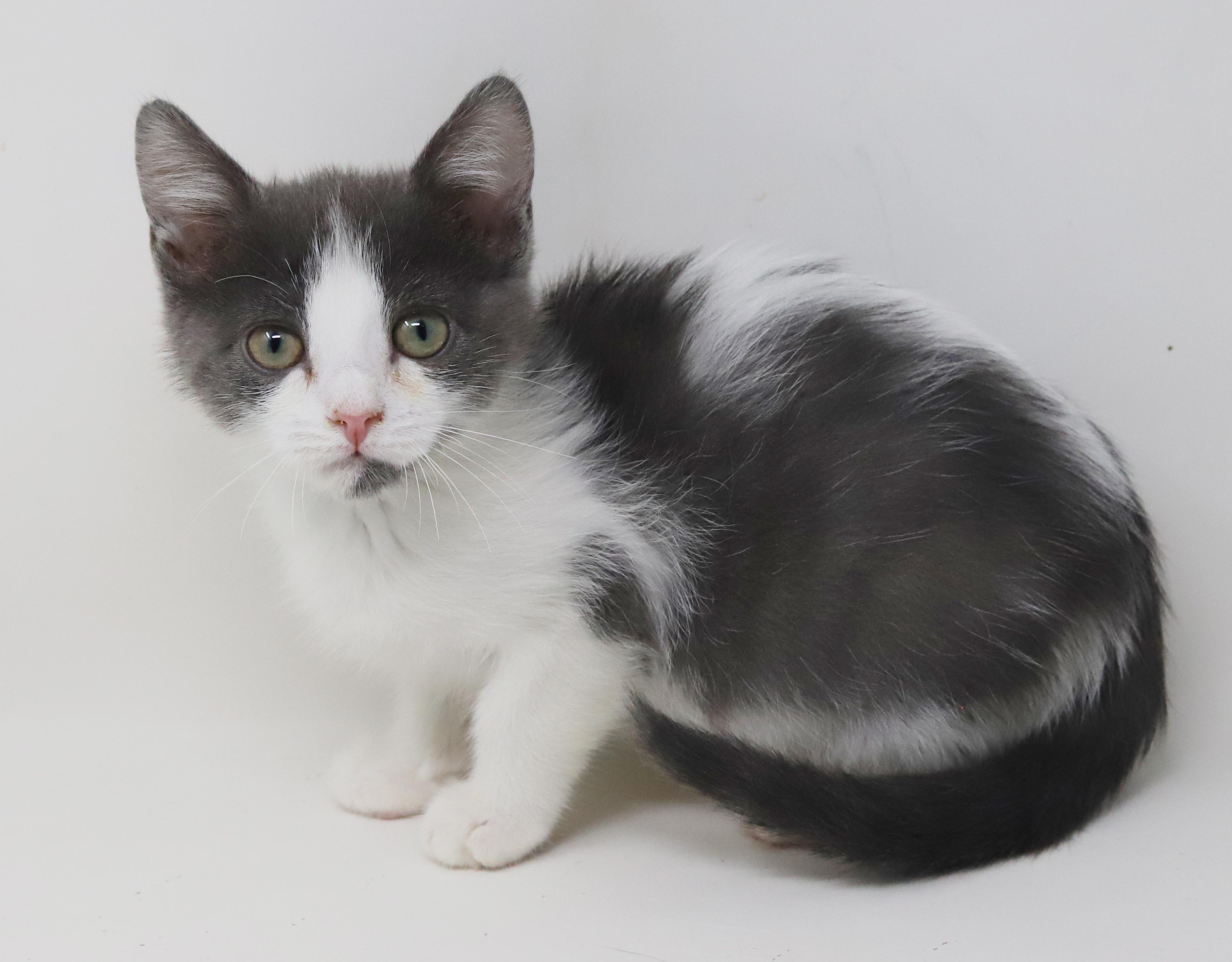 Princess Lear will fill your heart with love and floofiness!