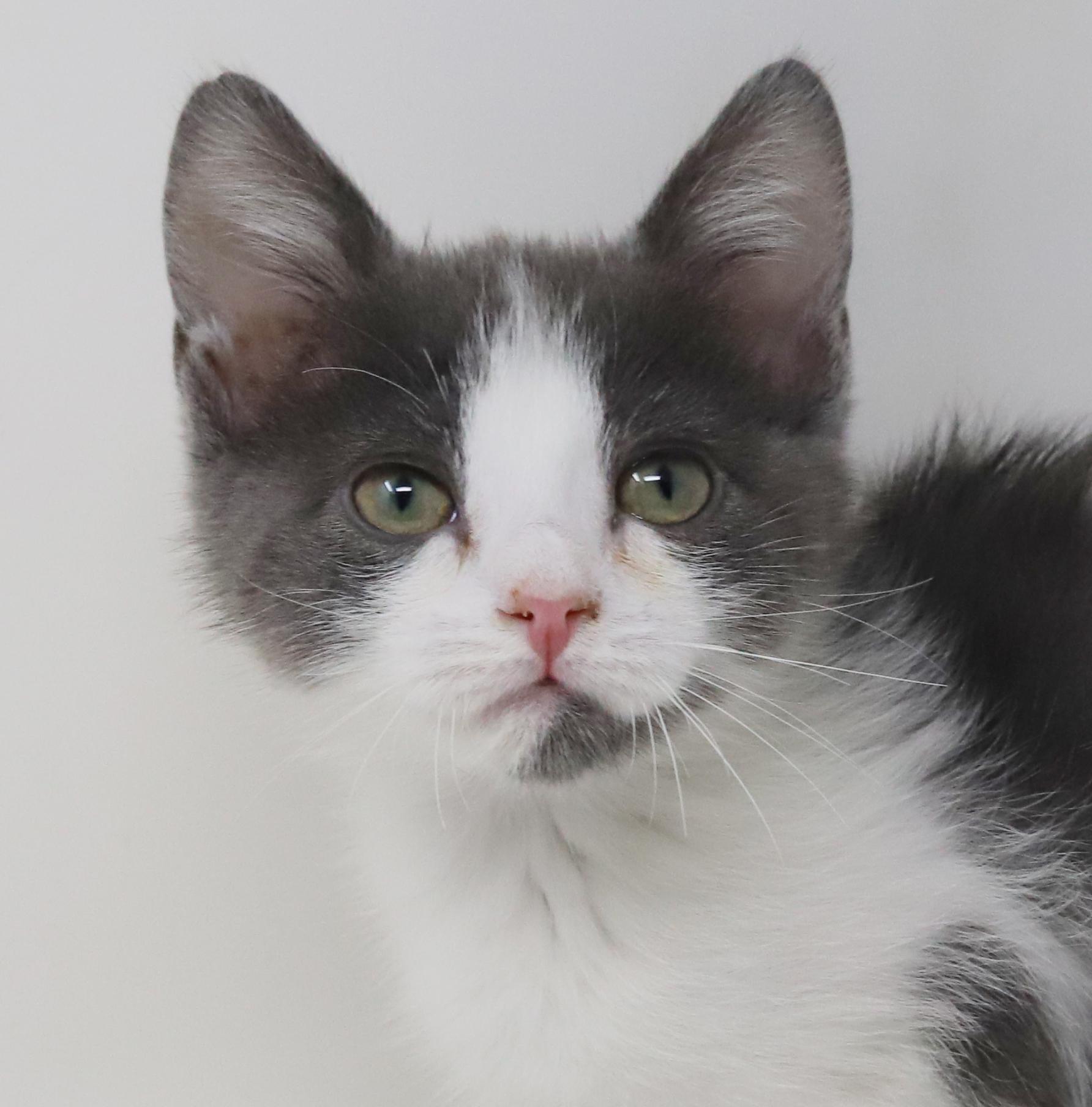 Princess Lear will fill your heart with love and floofiness!