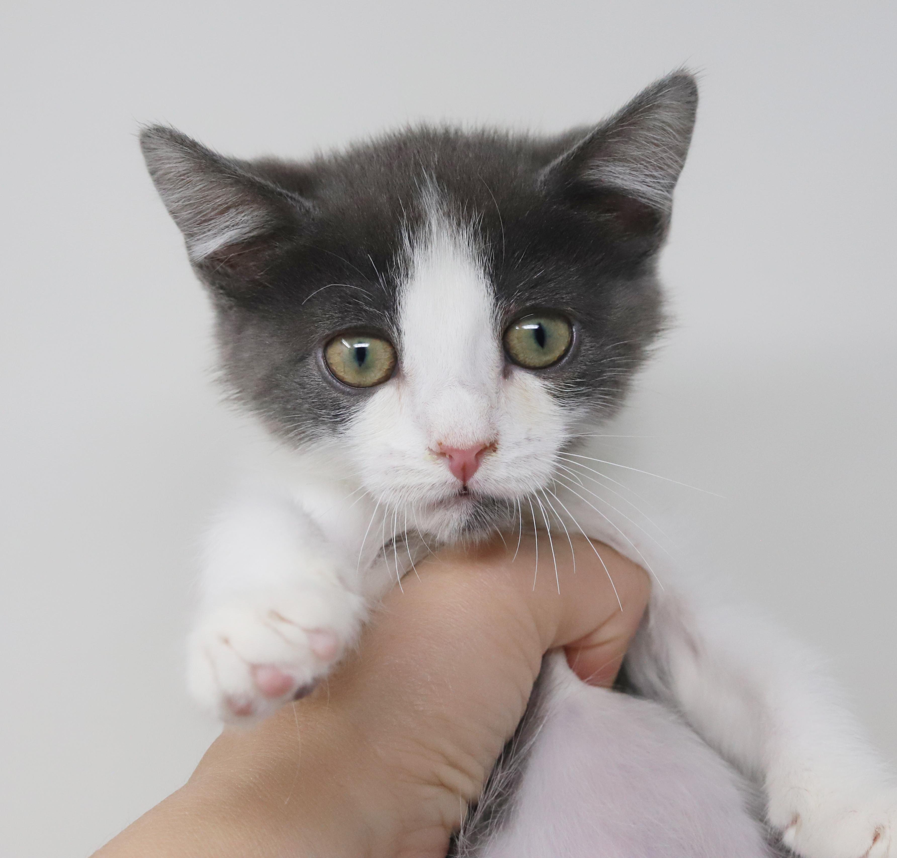 Princess Lear will fill your heart with love and floofiness!