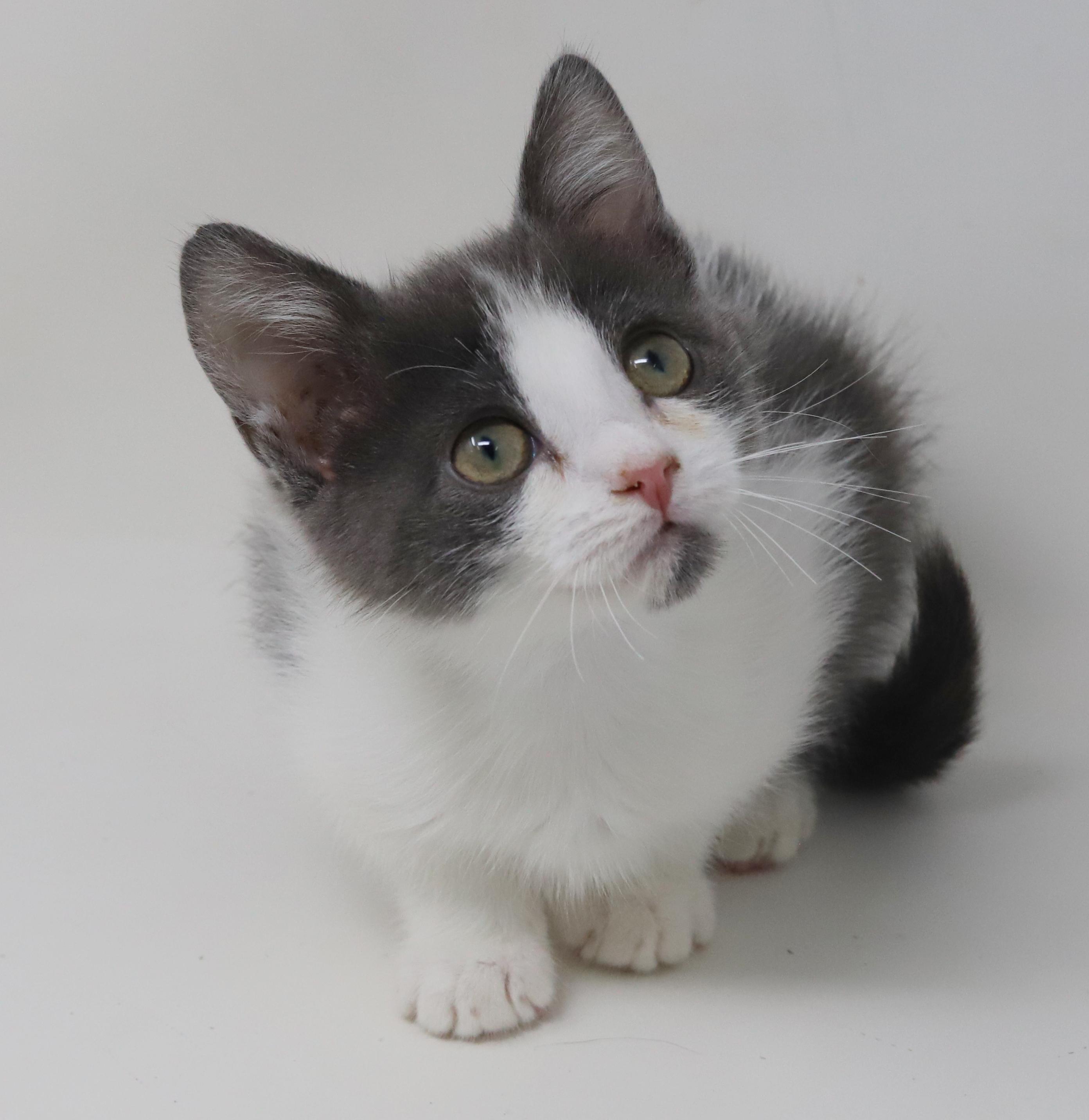 Princess Lear will fill your heart with love and floofiness!