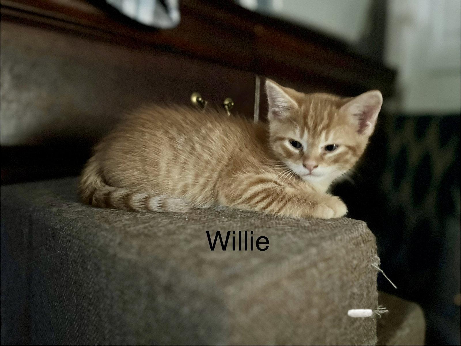 Willie BM, Adoptable, Young Male Domestic Short Hair.