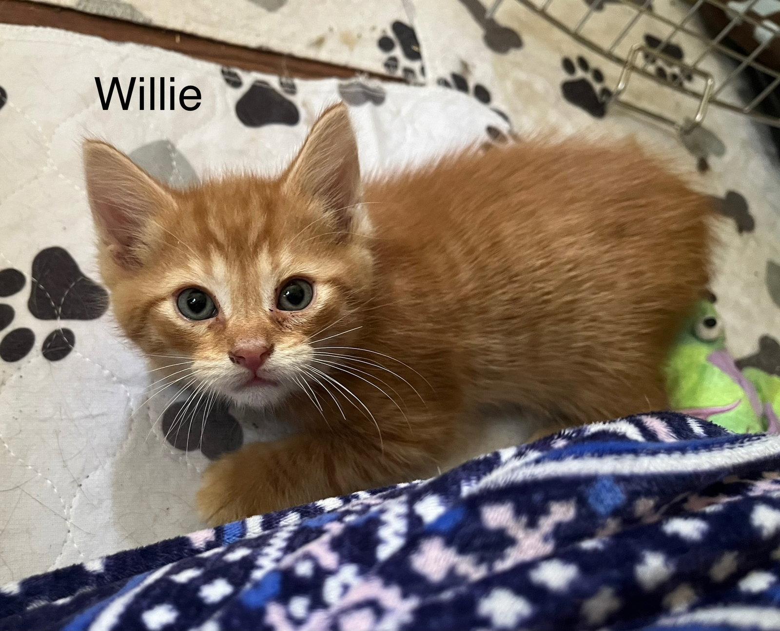 Willie BM, a Adoptable Domestic Short Hair in Clinton, MI image 2/3