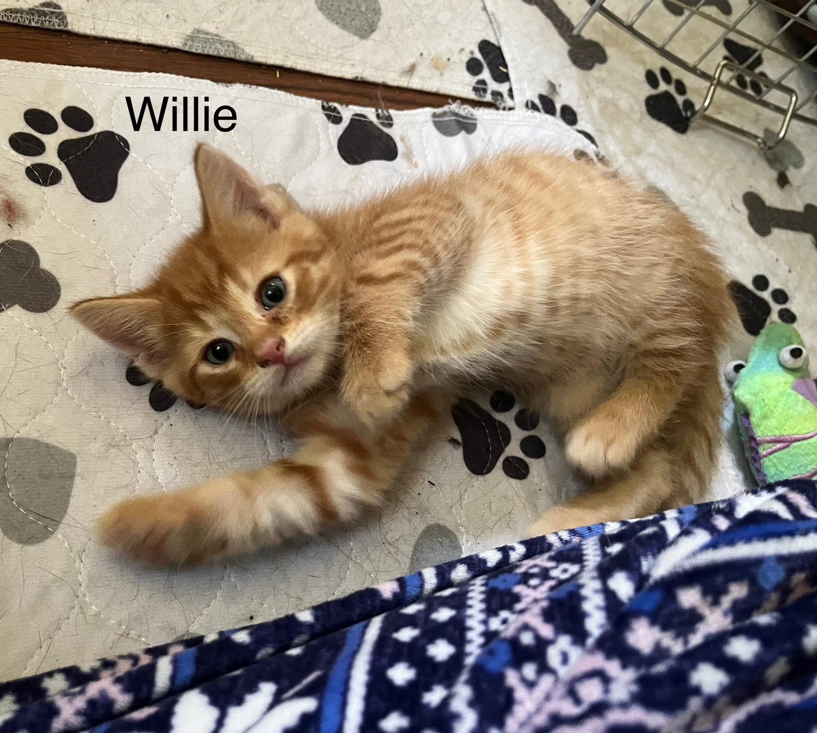 Willie BM, a Adoptable Domestic Short Hair in Clinton, MI image 3/3