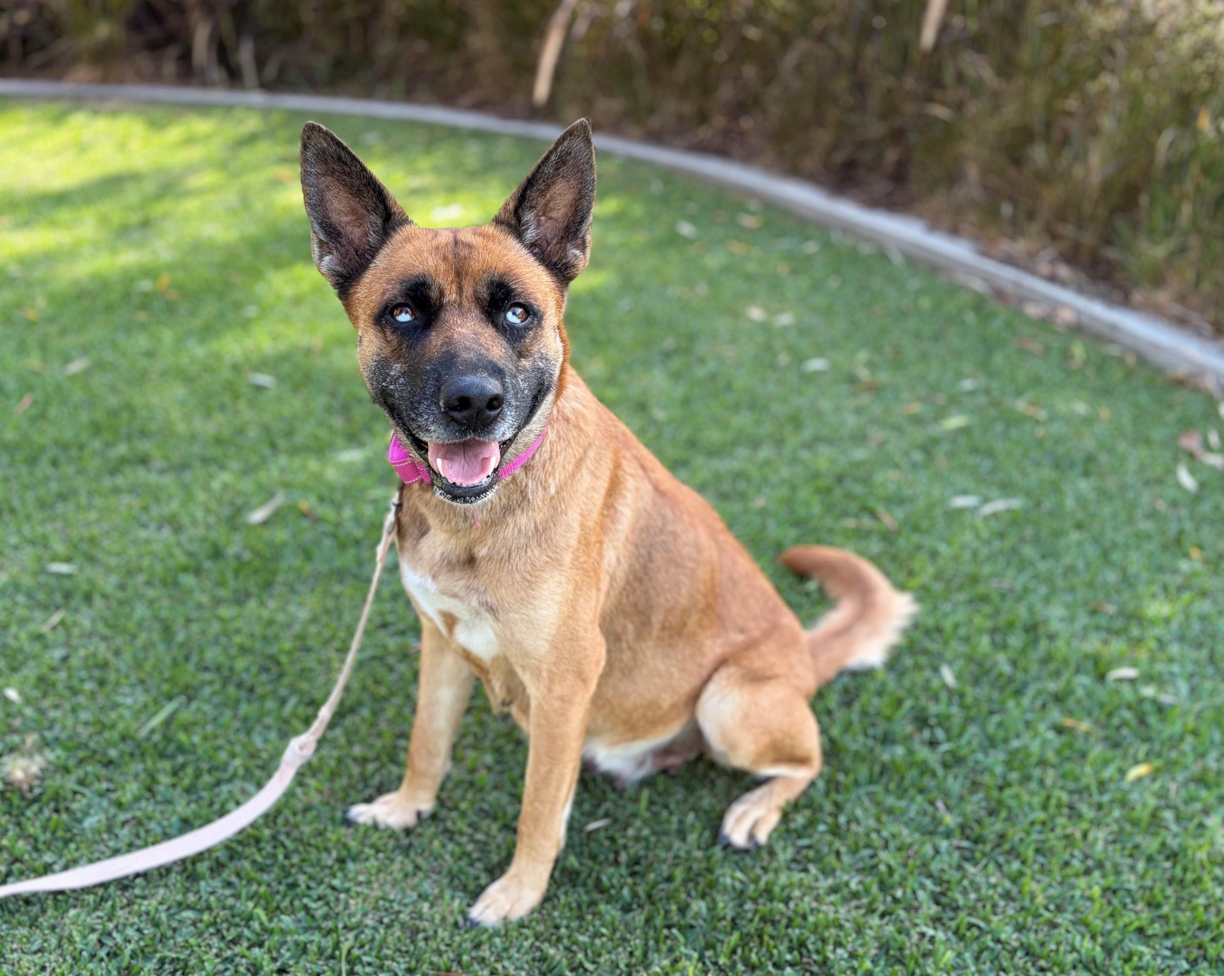 Sammie, ADOPTABLE, Adult Female German Shepherd Dog.
