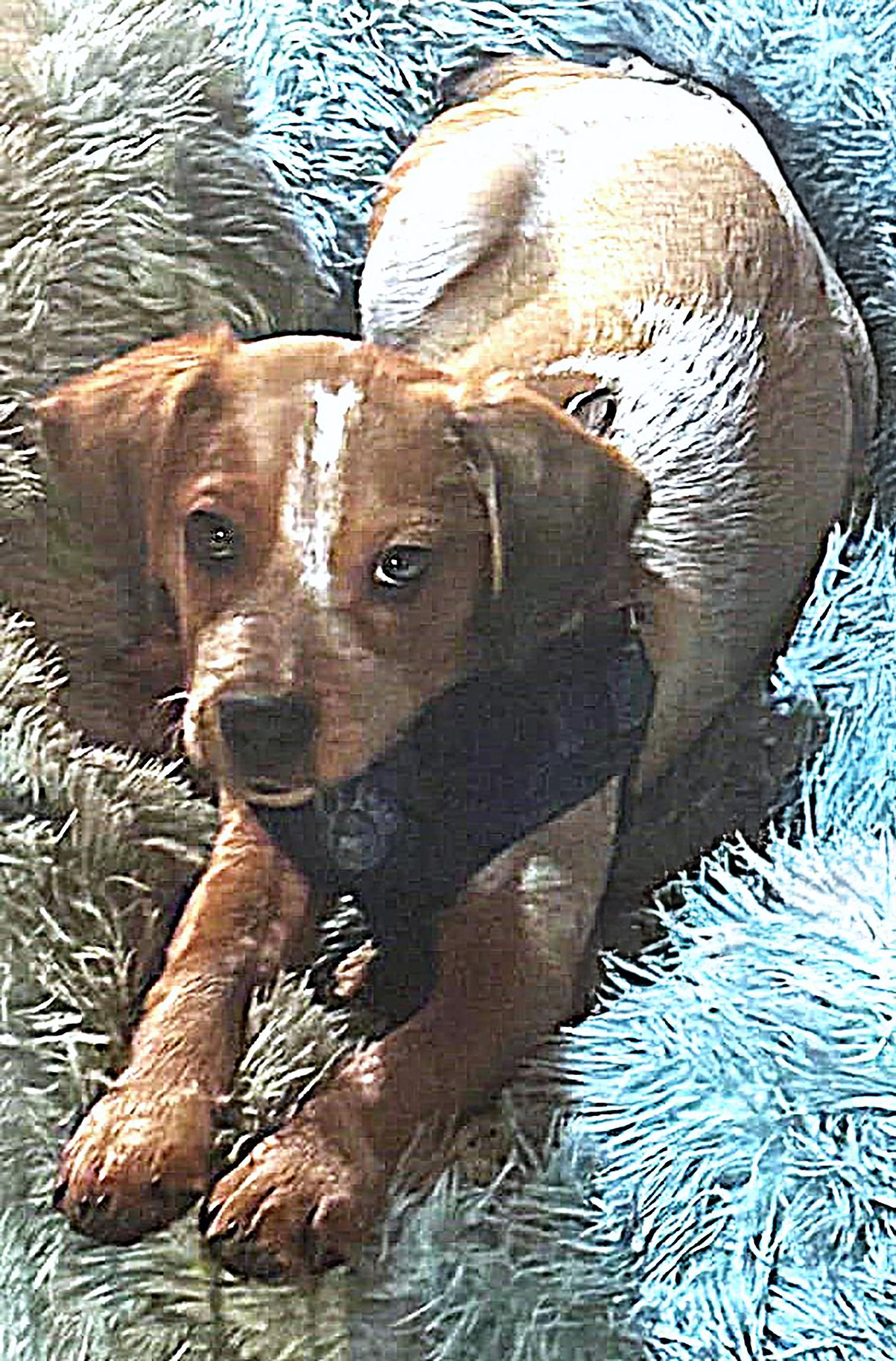 Enlarge Capone, a Adoptable Beagle in Dunnellon, FL image 3/3