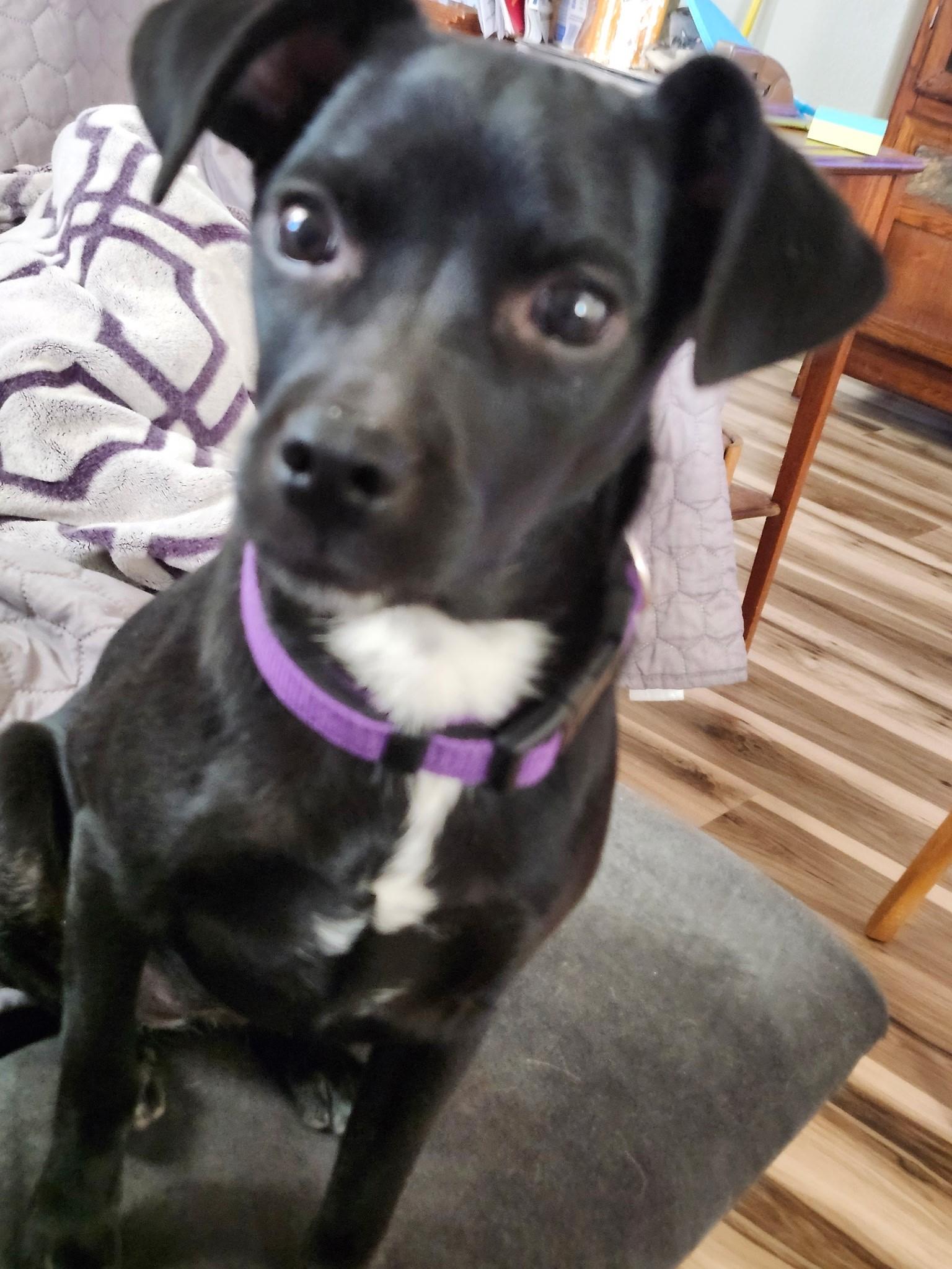 Enlarge Perla, a ADOPTABLE mixed breed in Albuquerque, NM image 1/1