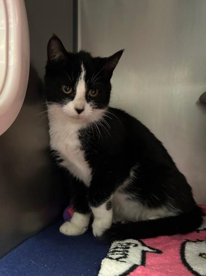 Spice, Adoptable, Kitten Male Domestic Short Hair & Domestic Short Hair.