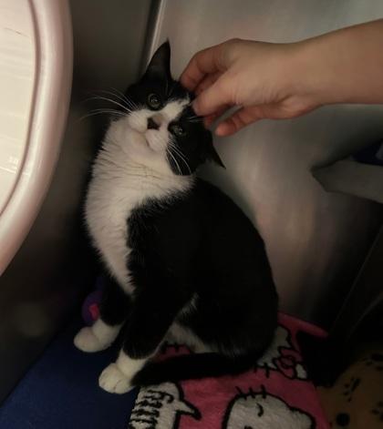 Spice, a Adoptable mixed breed in Shawano, WI image 2/2