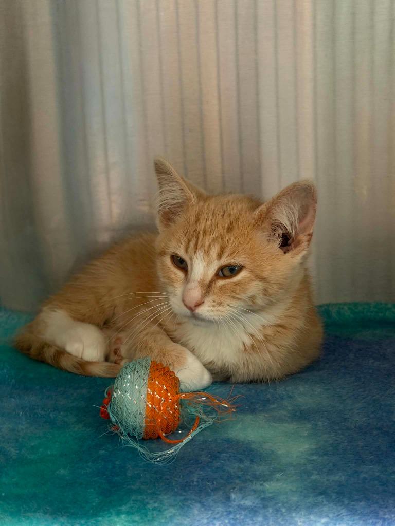 Mint, Adoptable, Kitten Male Domestic Short Hair.