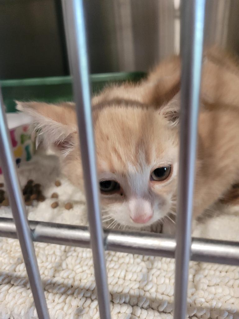 Enlarge Mint, a Adoptable mixed breed in Ashland, WI image 2/2