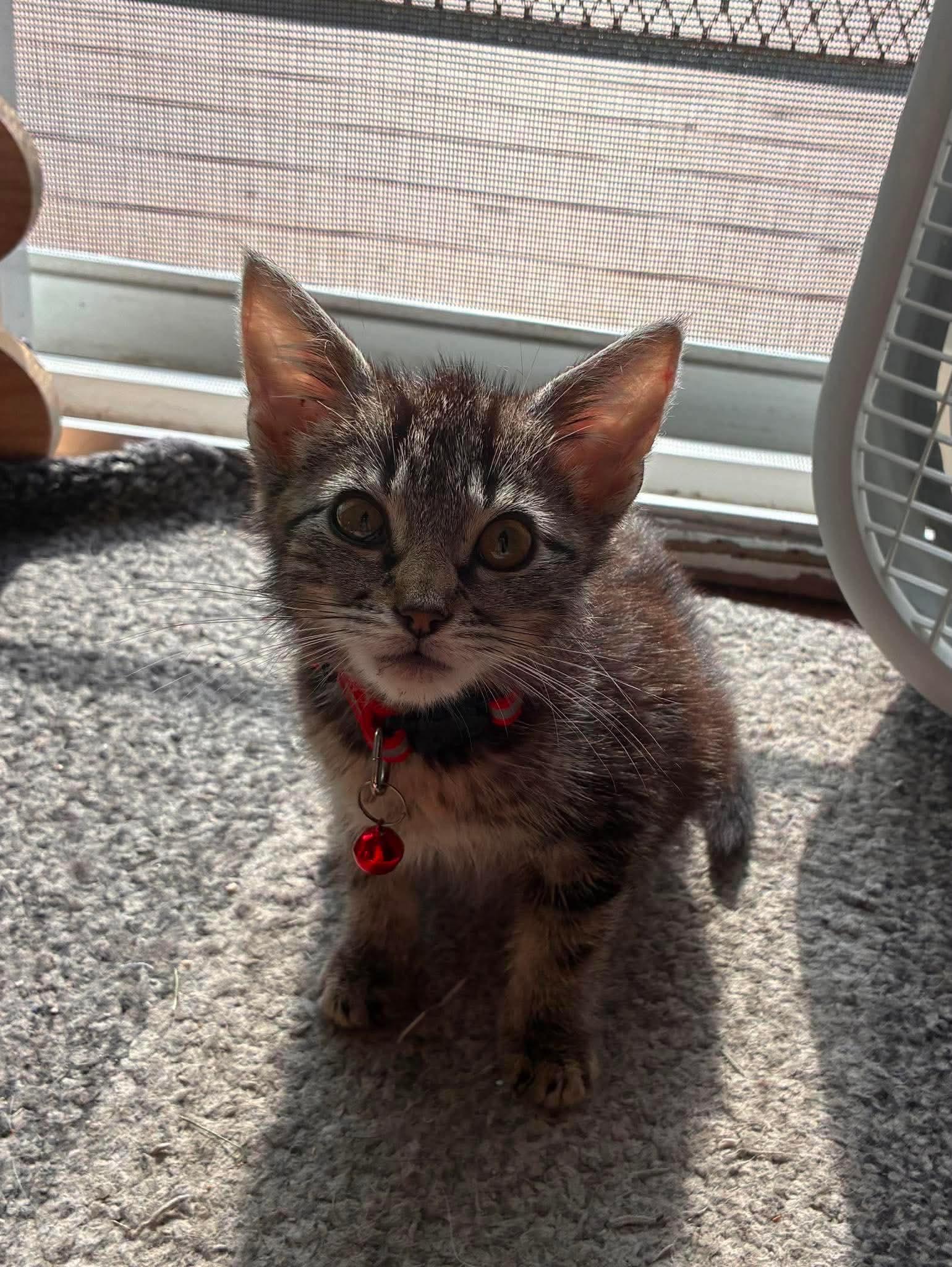 Potato, a ADOPTABLE Domestic Short Hair in Rochester , NY image 2/6