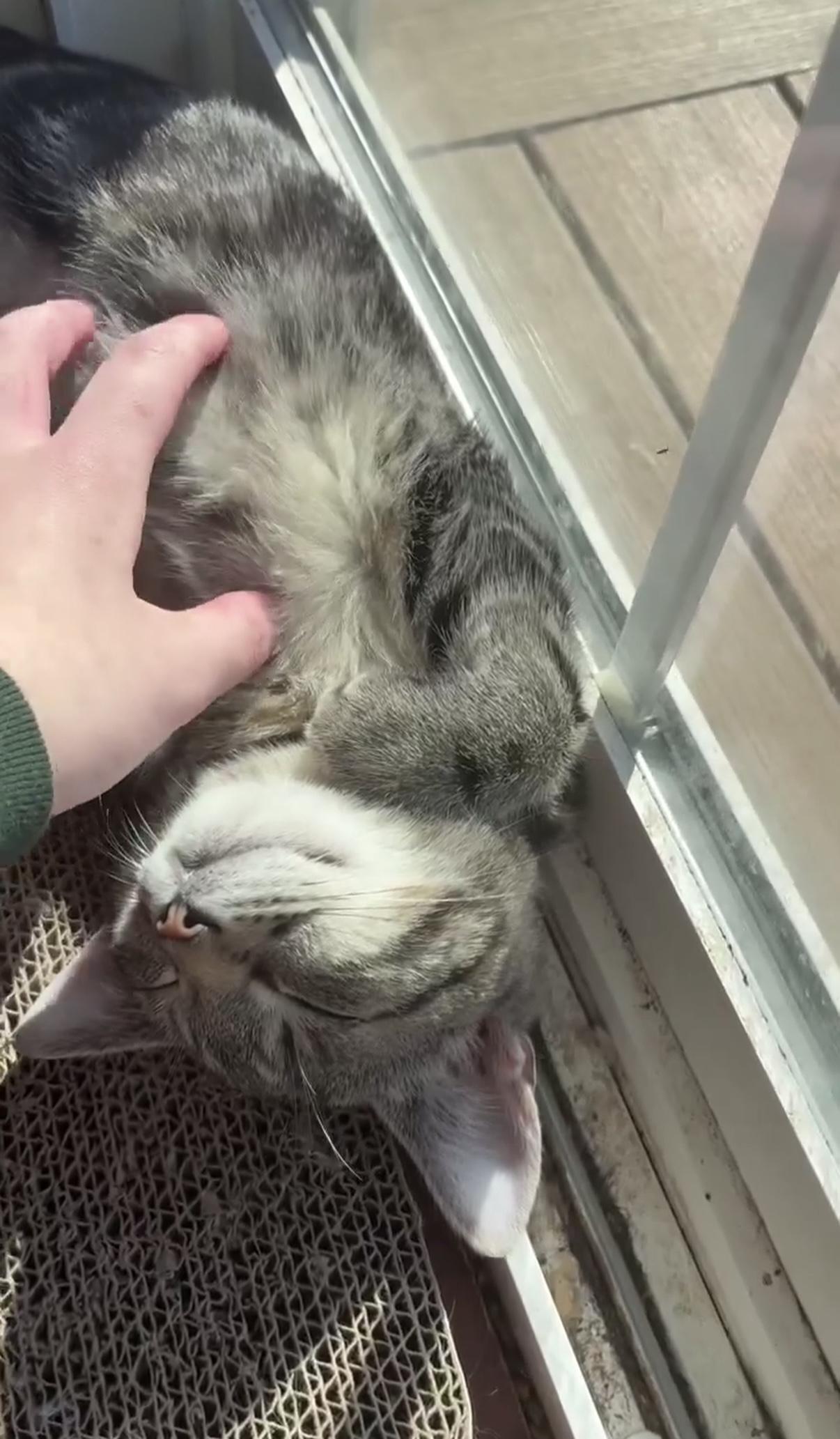 Enlarge Potato, a Adoptable Domestic Short Hair in Rochester , NY image 2/6