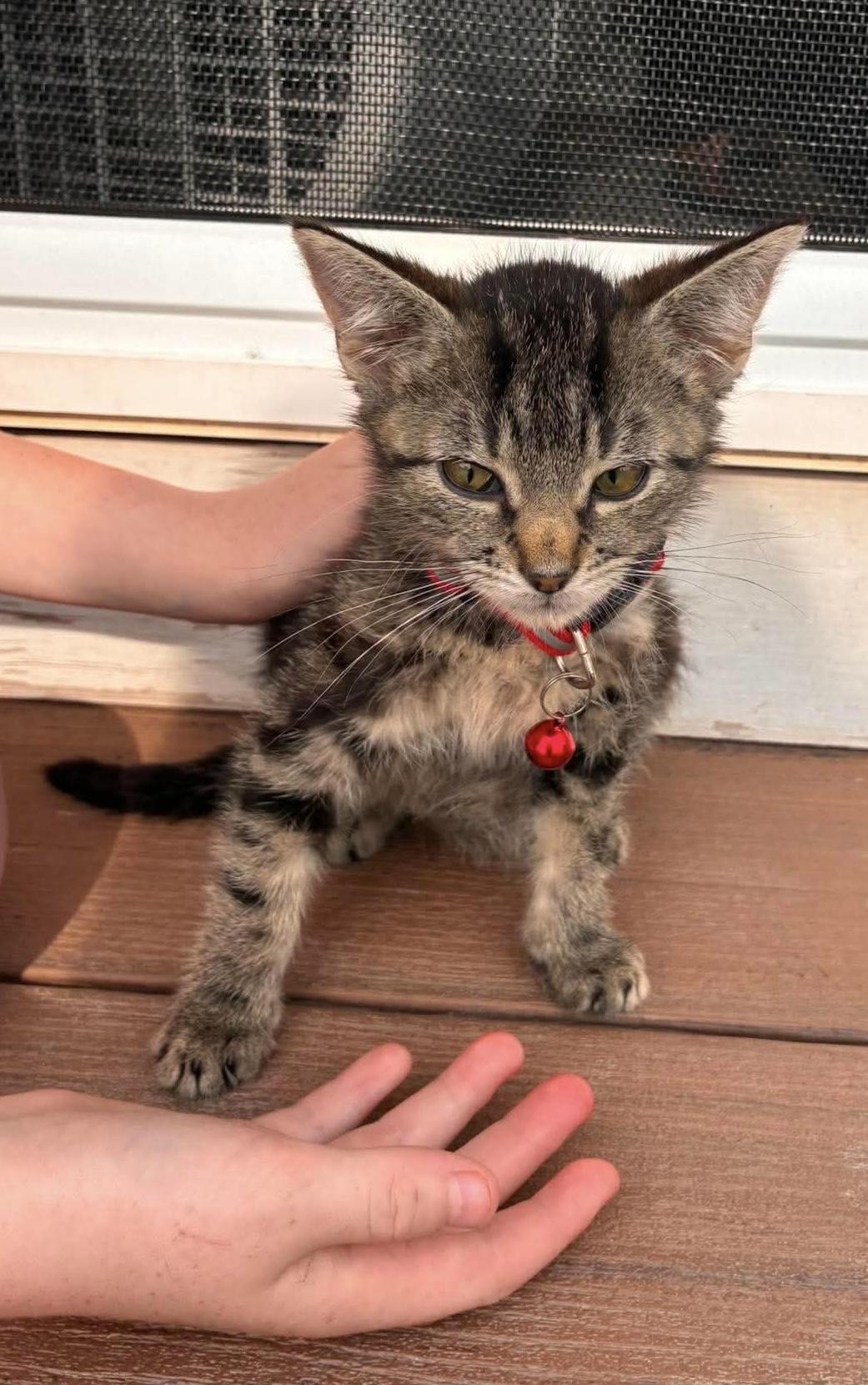 Potato, a ADOPTABLE Domestic Short Hair in Rochester , NY image 5/6