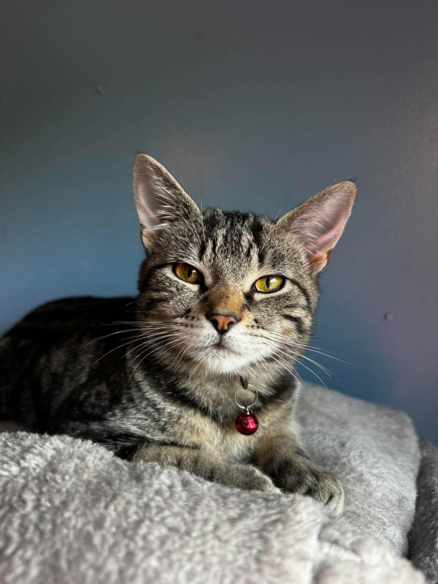 Enlarge Potato, a Adoptable Domestic Short Hair in Rochester , NY image 4/6