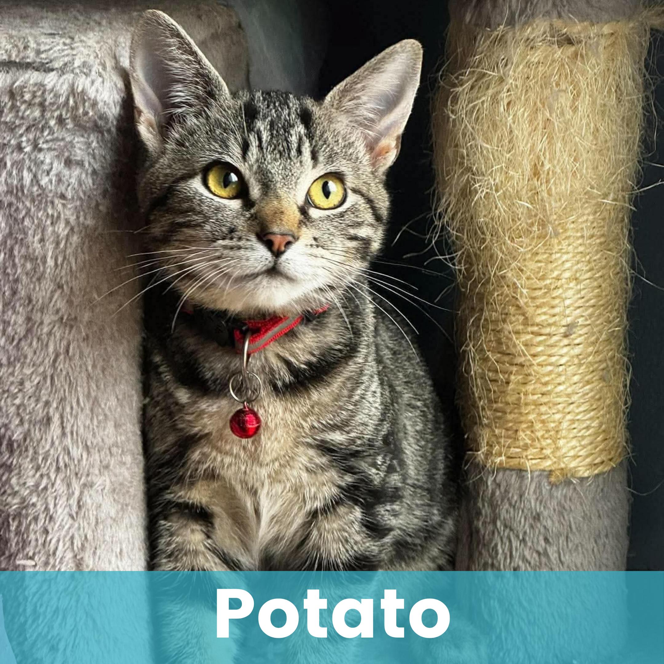 Potato, Adoptable, Kitten Female Domestic Short Hair.