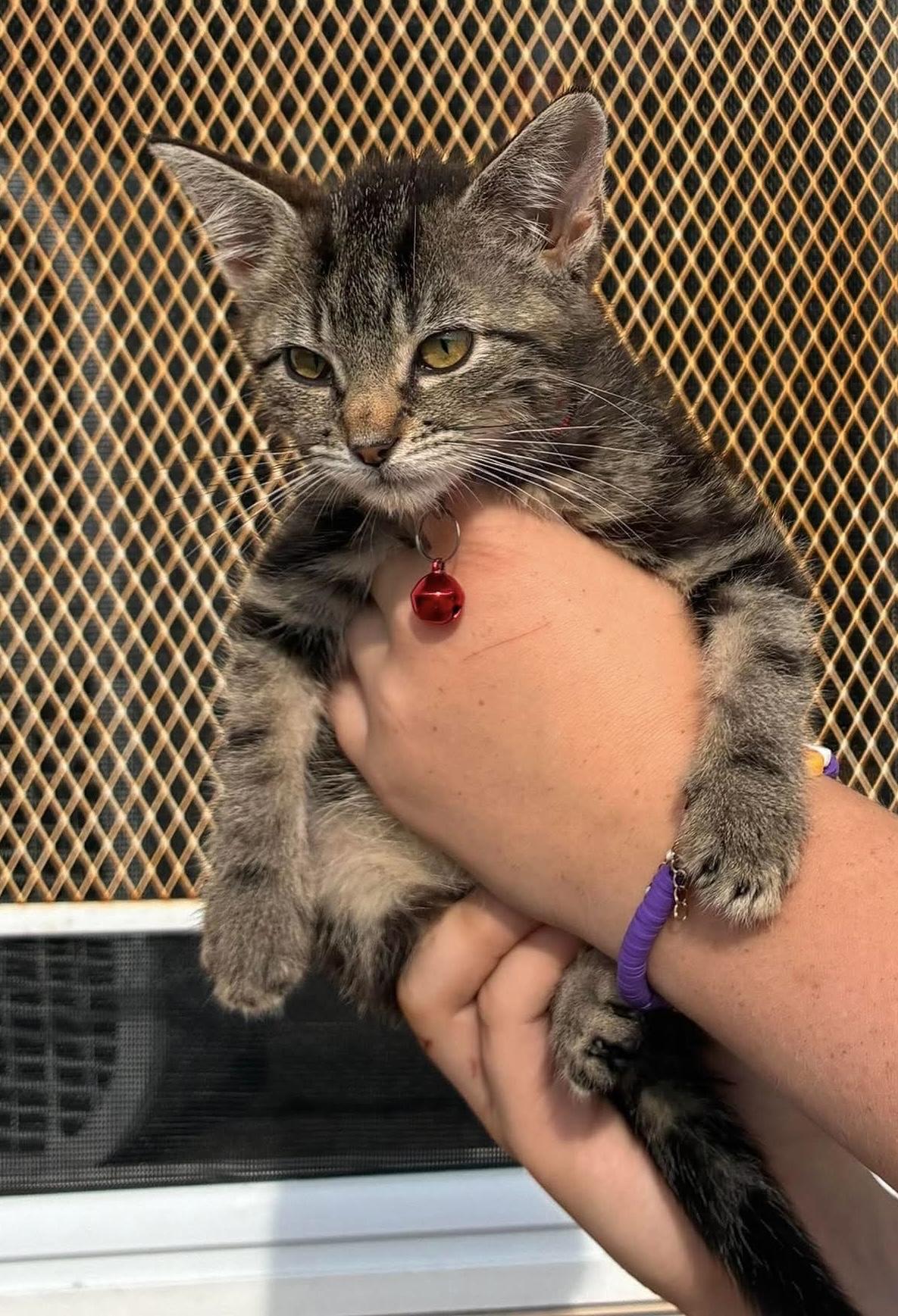 Potato, a ADOPTABLE Domestic Short Hair in Rochester , NY image 4/6