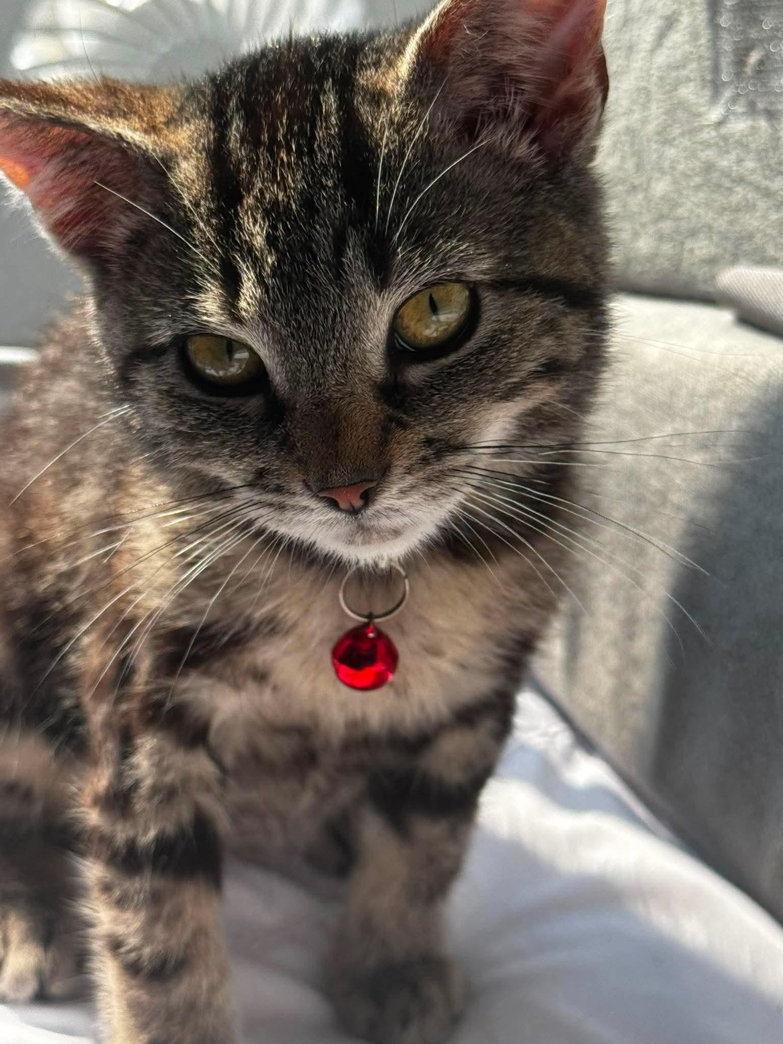 Enlarge Potato, a Adoptable Domestic Short Hair in Rochester , NY image 6/6