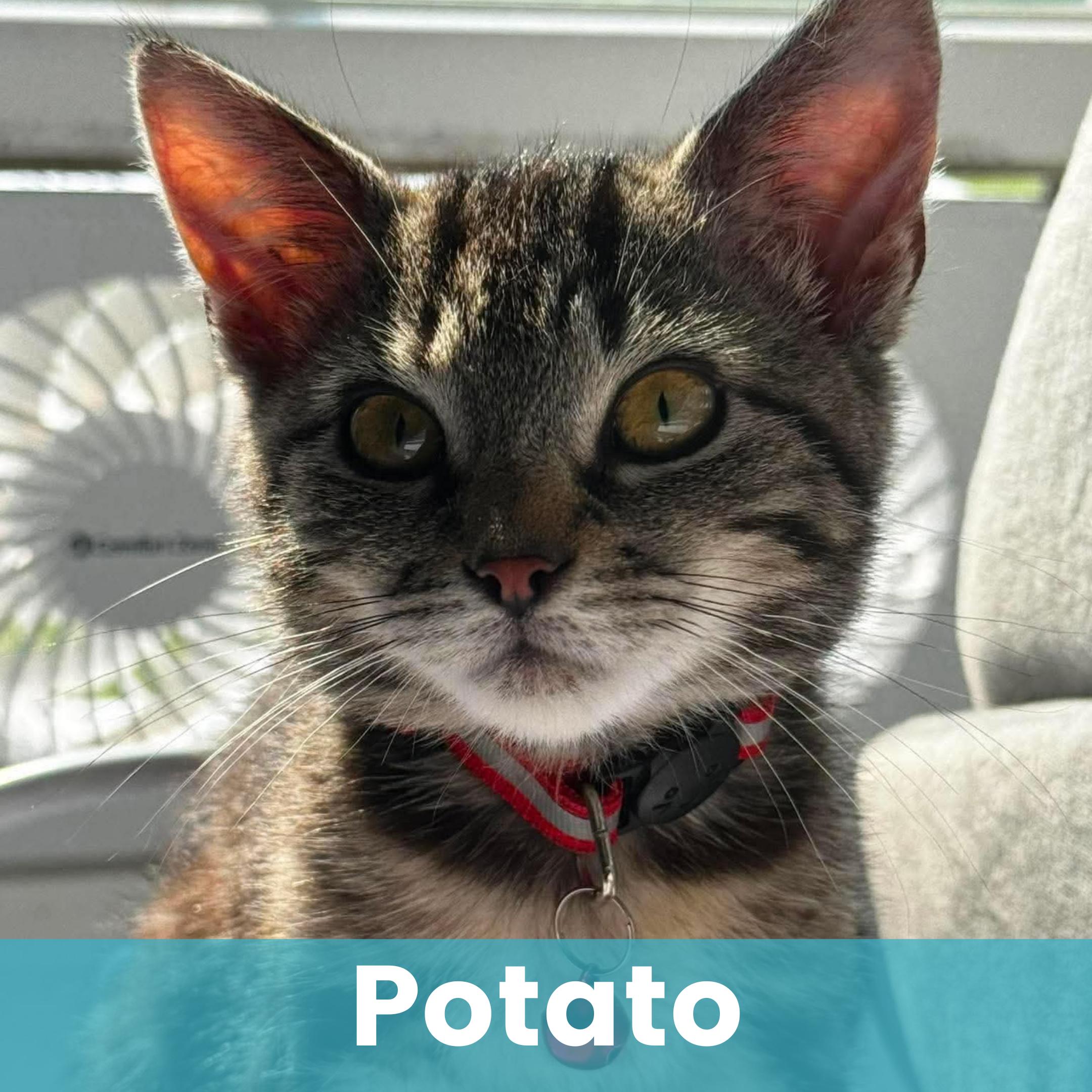 Potato, a ADOPTABLE Domestic Short Hair in Rochester , NY image 1/6