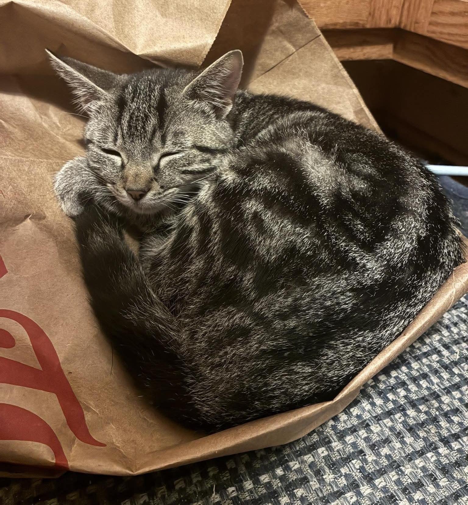 Enlarge Potato, a Adoptable Domestic Short Hair in Rochester , NY image 3/6