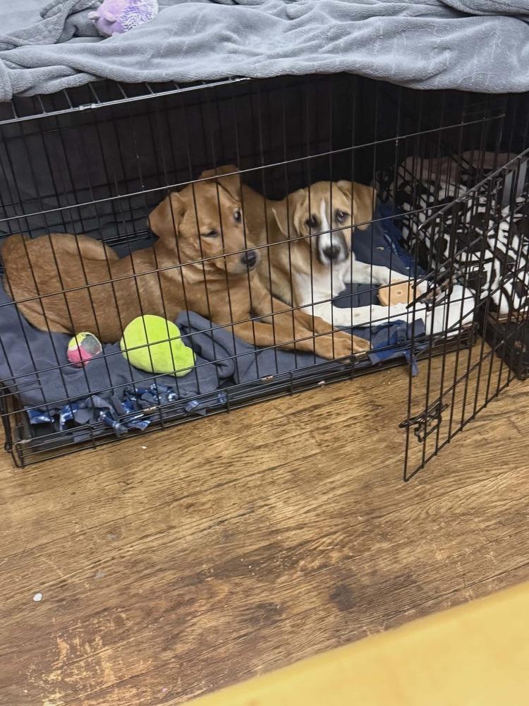 Turtle, a Adoptable mixed breed in New Baltimore, MI image 2/2