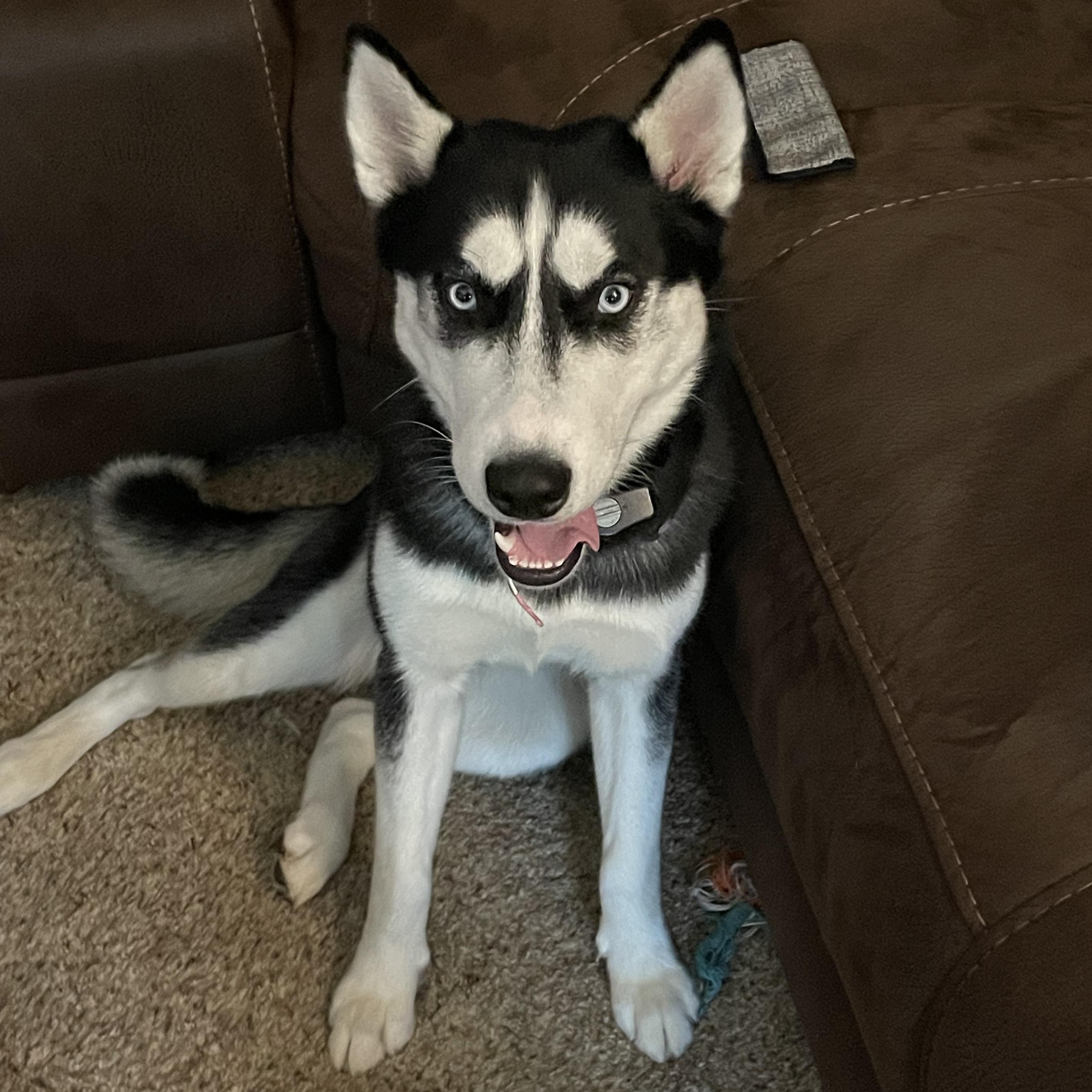 Bandit ***Courtesy Post***