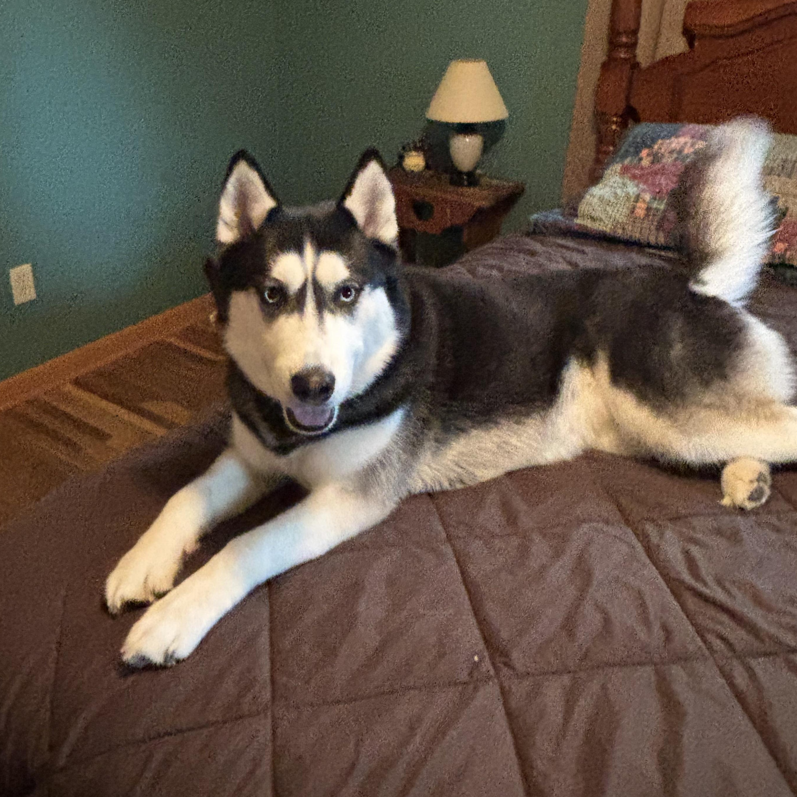 Bandit ***Courtesy Post***