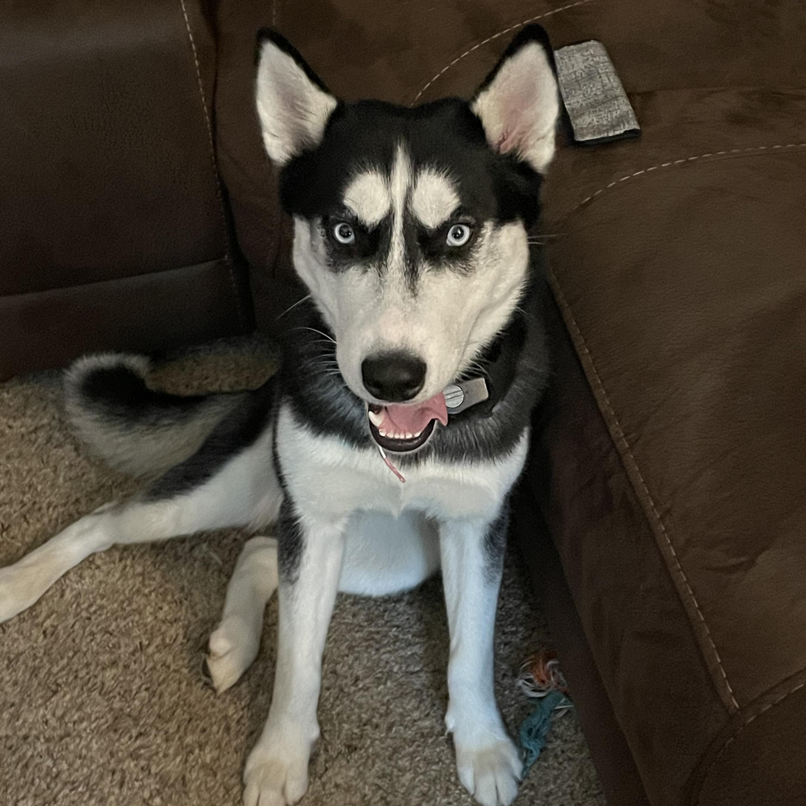 Bandit ***Courtesy Post***, Adult Female unknown