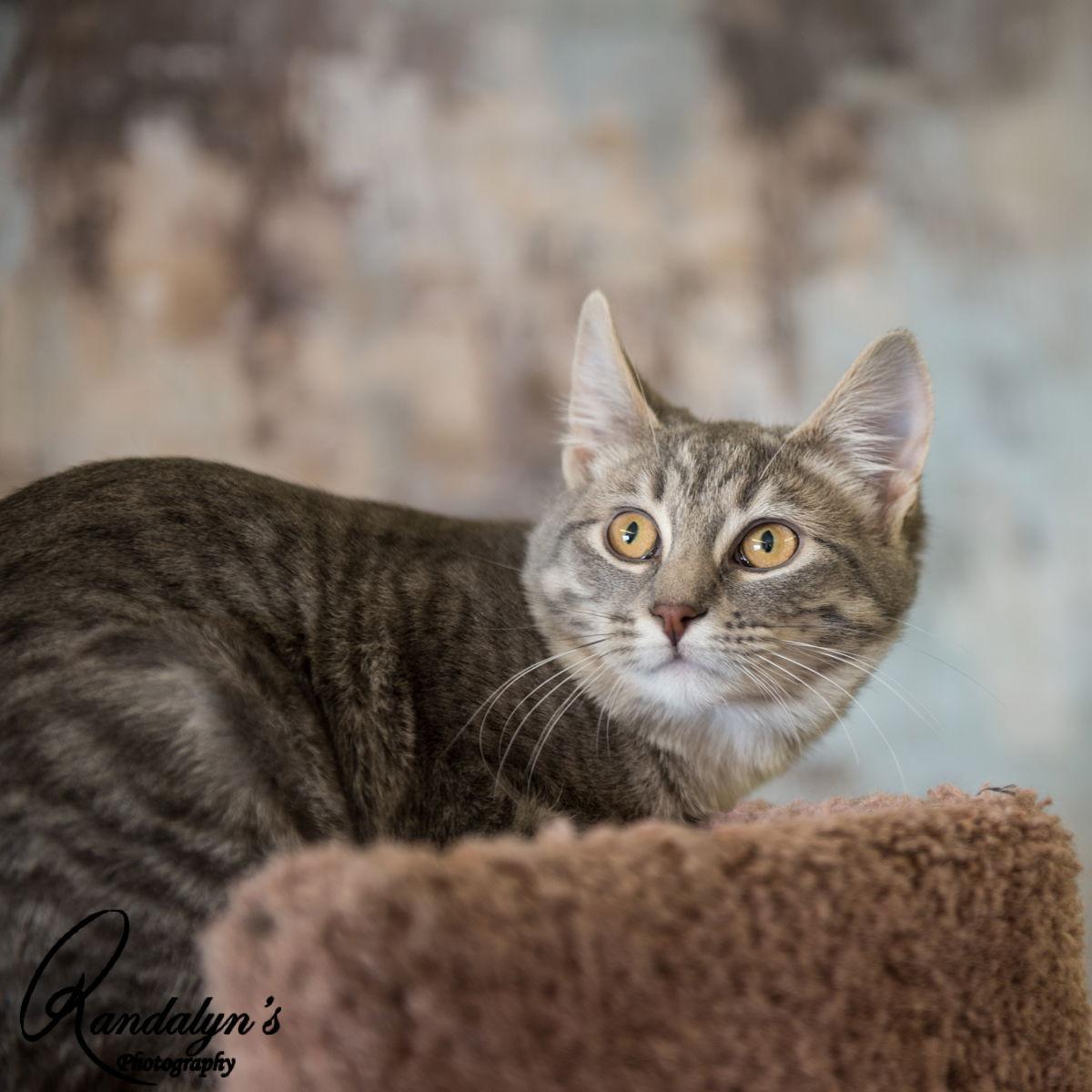Jossie, Adoptable, Senior Female Domestic Short Hair.