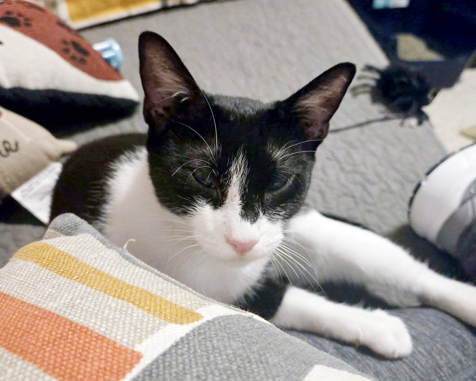 *Harlequin*, ADOPTABLE, Young Female Domestic Short Hair.